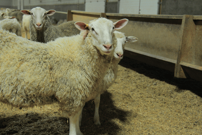 Sheep Canada magazine: Rideau Arcott ram lambs are shipped to SunGold Specialty Meats, Ltd. in nearby Innisfail.