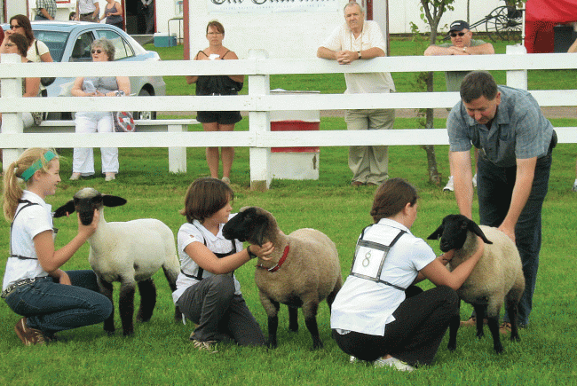 Ila (right) and Rae (centre) enjoy working with the sheep and participating in 4-H. The Matheson Suffolks have British bloodlines and are compact and well-muscled. Photo by Melaney Matheson