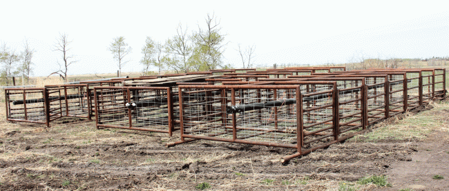 Lambing jugs are constructed in double rows of  seven from oilfield drill pipe and welded wire panels. 