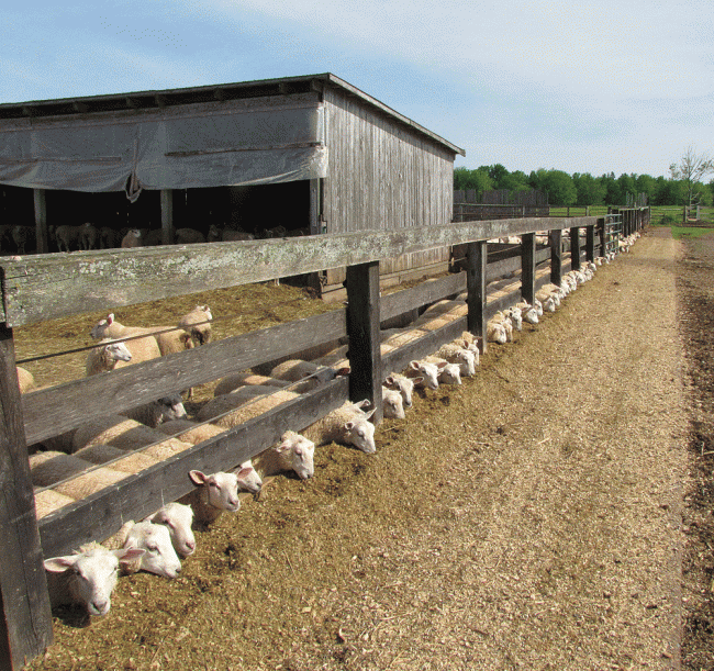 Millferns Holsteins, Lower Onslow, NS