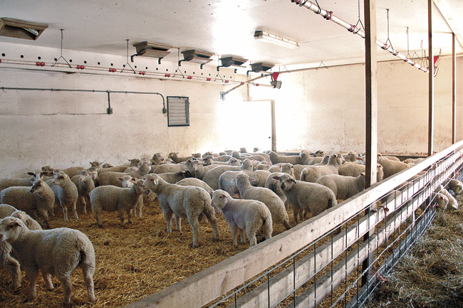 Lambs are fed concentrate in pig self-feeders (not shown).