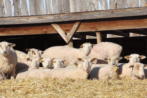 Right: Pregnant Rideau ewe lambs on a sunny winter day.