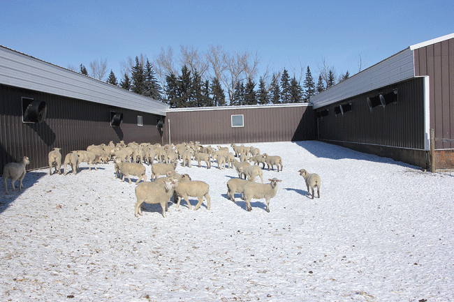 Bottom left: Ewes and lambs always have access to the outdoors, even when they are housed inside.