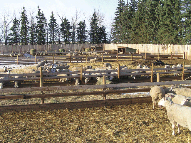 Top left and above: Dry and pregnant ewes are housed in drylot pens, where round bales are fed by hand from central feed alleys. Left: The Brinkmanns are testing this new round bale feeder as a method of reducing the workload. Bottom left: Ewes and lambs always have access to the outdoors, even when they are housed inside.