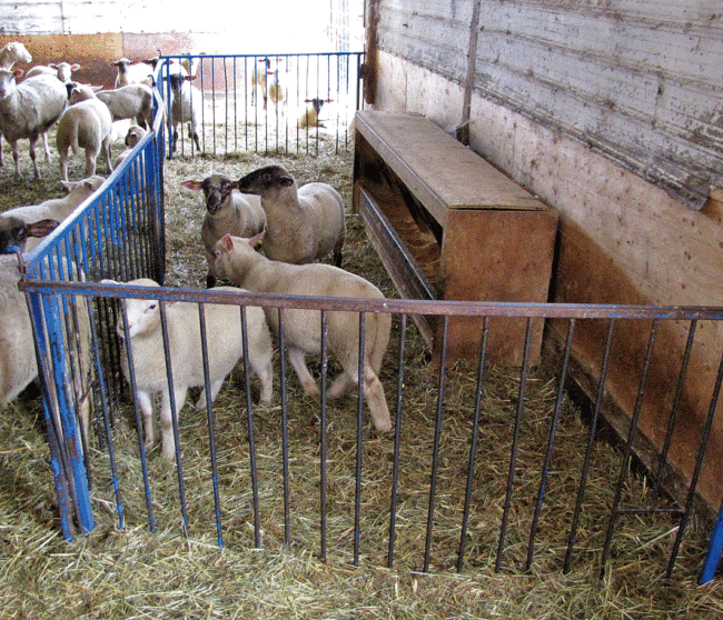 Jim uses a DDG-based creep feed. These big lambs enter and exit the creep feeder through small openings in the panels such as that seen in the lower right corner of the photo.
