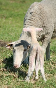 A young Polypay ewe and lamb at Dry Lake Ranch.