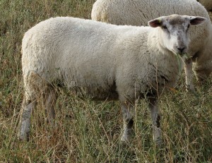 Sheep Canada - Winter 2012: Producer Profile: Bouw Farms, Dugald, Manitoba